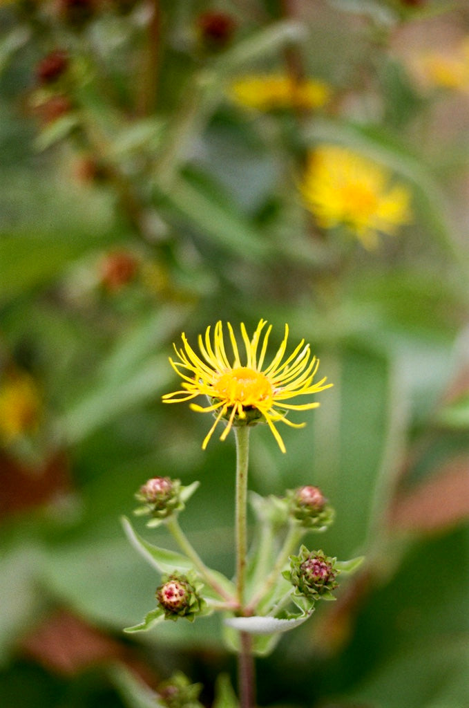 elecampagne in bloom 