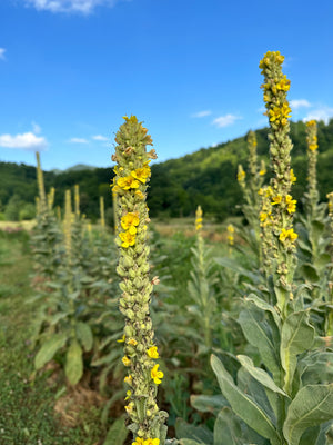 mullein