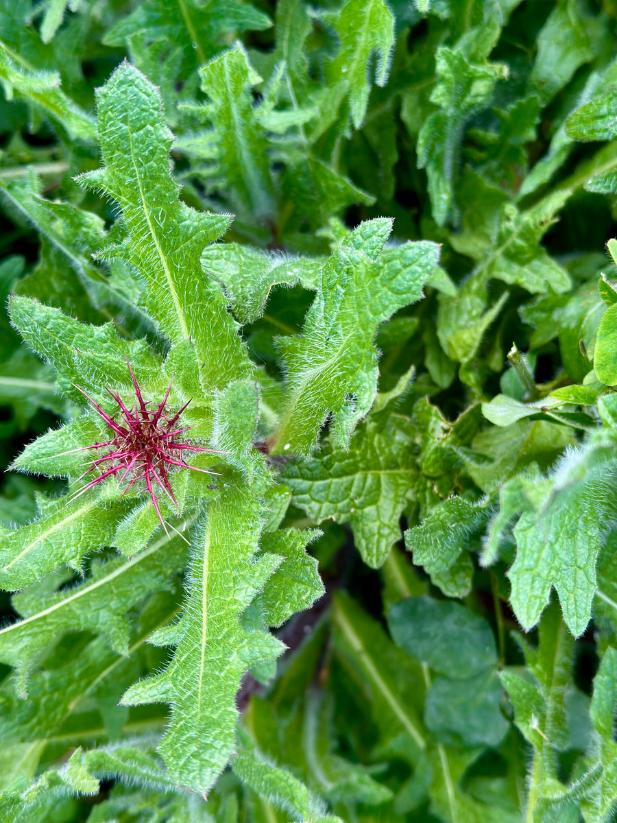 blessed thistle Kestrel Herb Farm