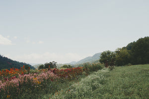 california poppy