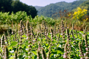 holy basil // temperate tulsi