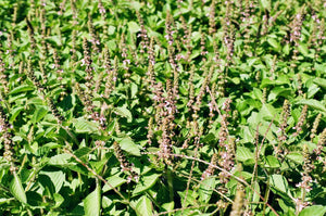 holy basil // temperate tulsi