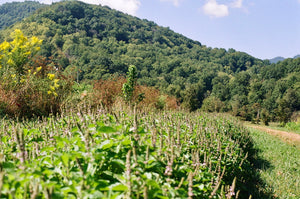 holy basil // temperate tulsi
