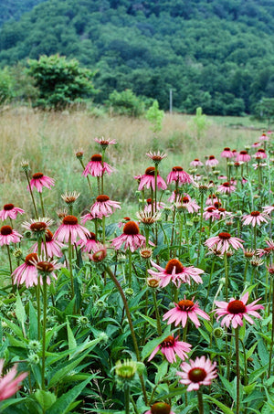echinacea purpurea tincture