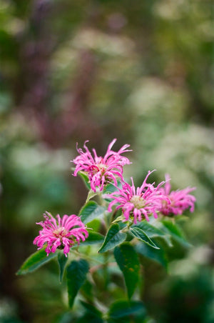 Open image in slideshow, bee balm // wild bergamot
