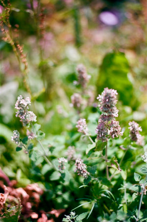 Open image in slideshow, catnip
