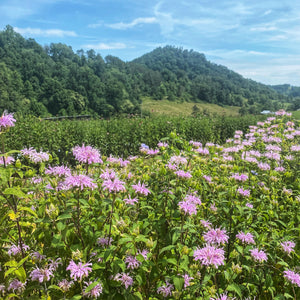 bee balm // wild bergamot